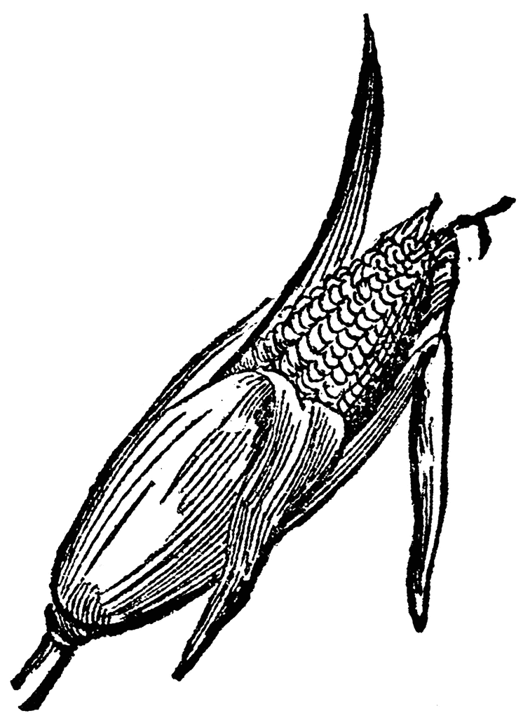 Free Indian Corn Clipart, Download Free Indian Corn Clipart png images