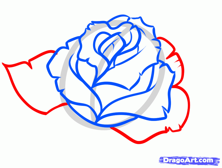 Free Line Drawing Of A Rose, Download Free Line Drawing Of A Rose png