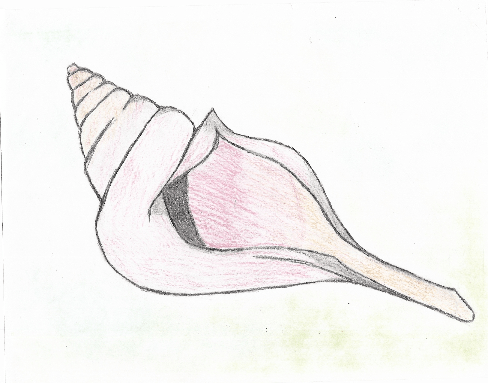 Free Conch Shell Drawing, Download Free Conch Shell Drawing png images