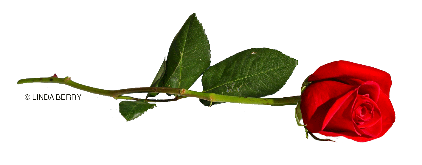 single rose laying down Clip Art Library