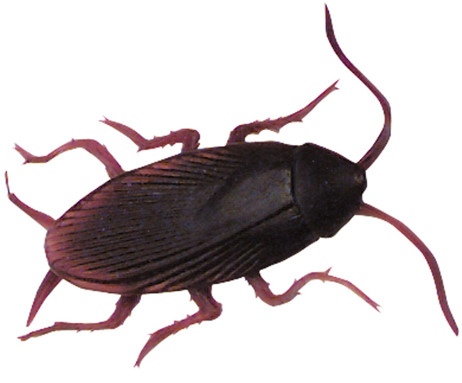 Free Cockroach Pictures For Kids, Download Free Clip Art, Free Clip Art