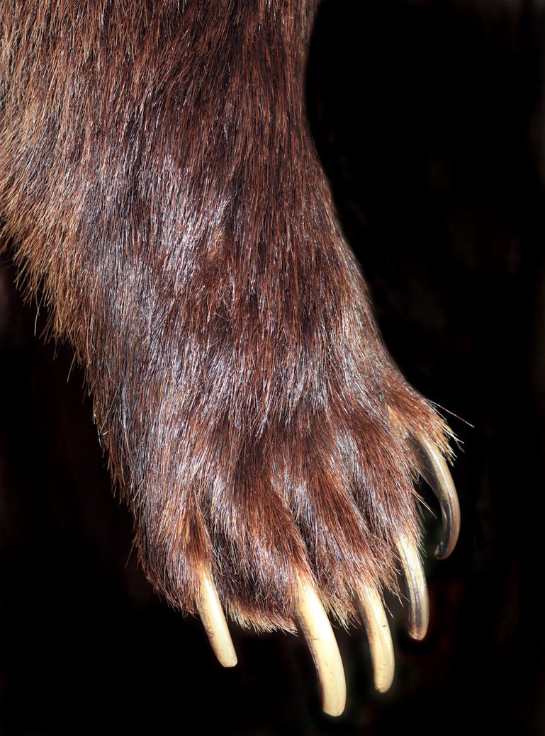 Free Bear Claw, Download Free Bear Claw png images, Free