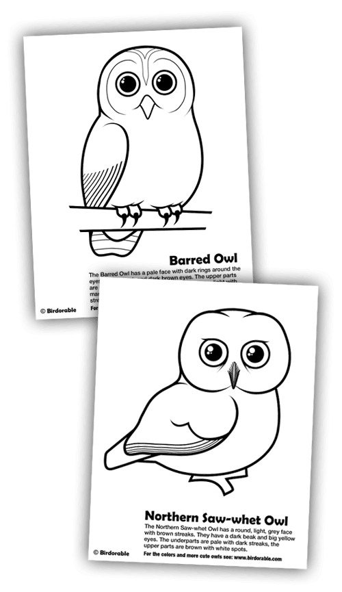 owl coloring pages 1457552