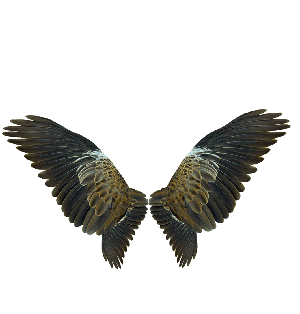 Wings Png Clipart Png Mart Images And Photos Finder vrogue.co