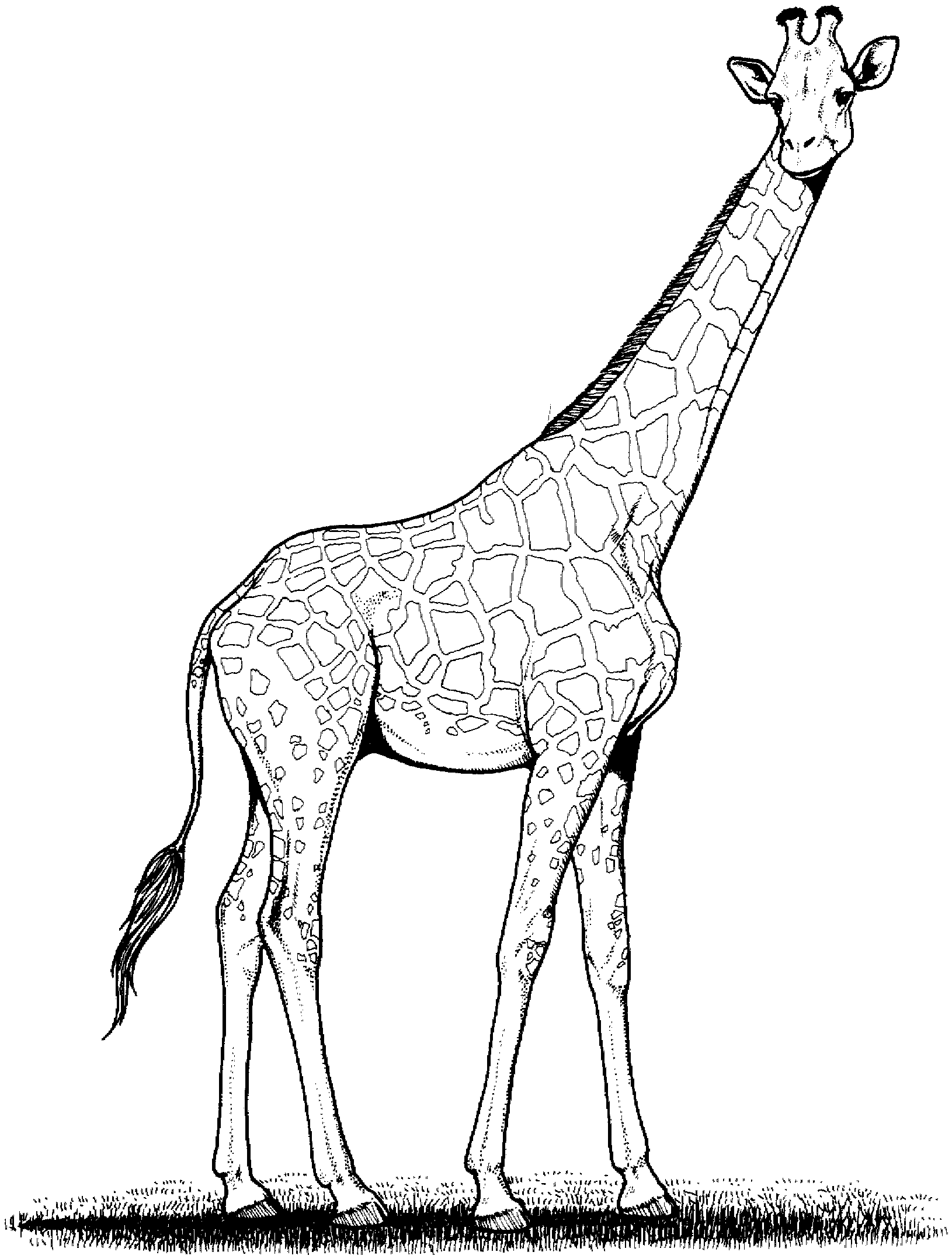 giraffe Clip Art Black and White Bing images Pinterest