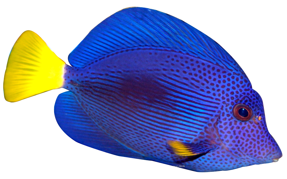 tropical fish png Clip Art Library