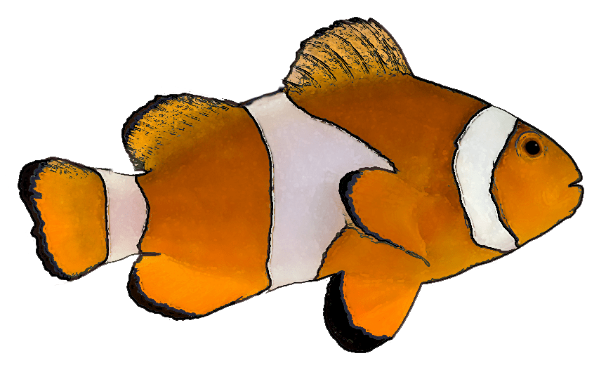 Free Tropical Fish Cliparts, Download Free Tropical Fish Cliparts png