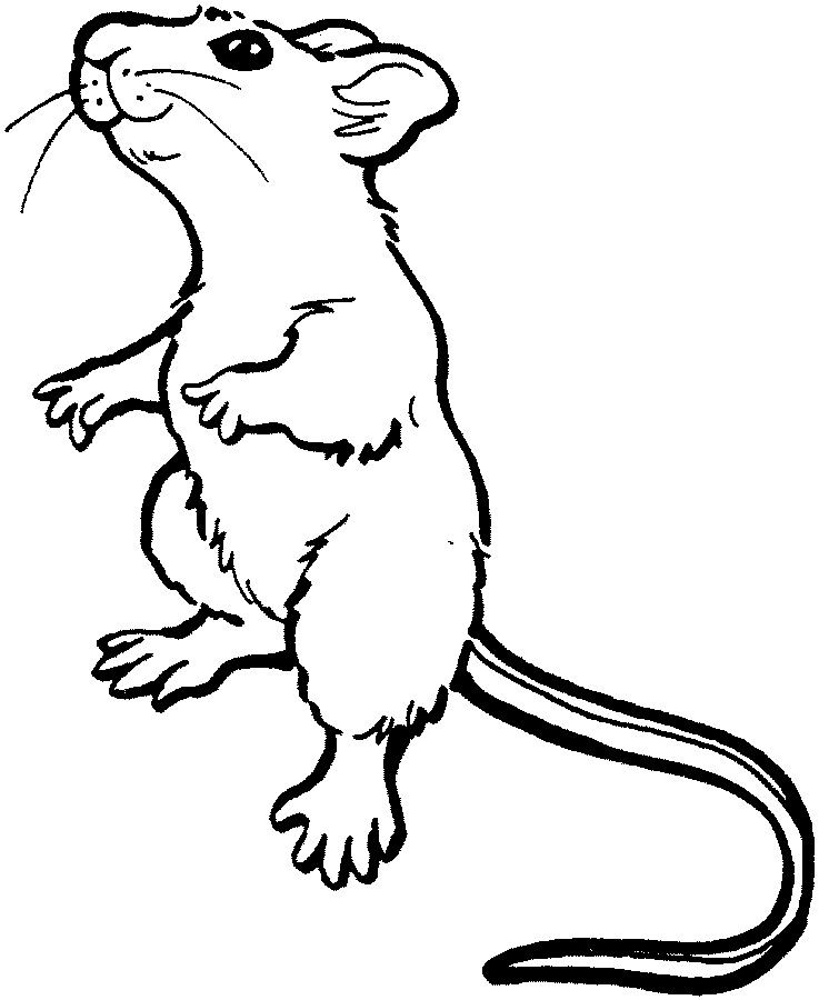 Free Cute Gerbil Cliparts, Download Free Cute Gerbil