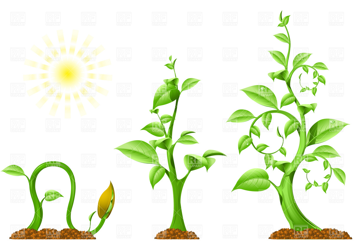 Free Flower Growing Cliparts, Download Free Flower Growing Cliparts png