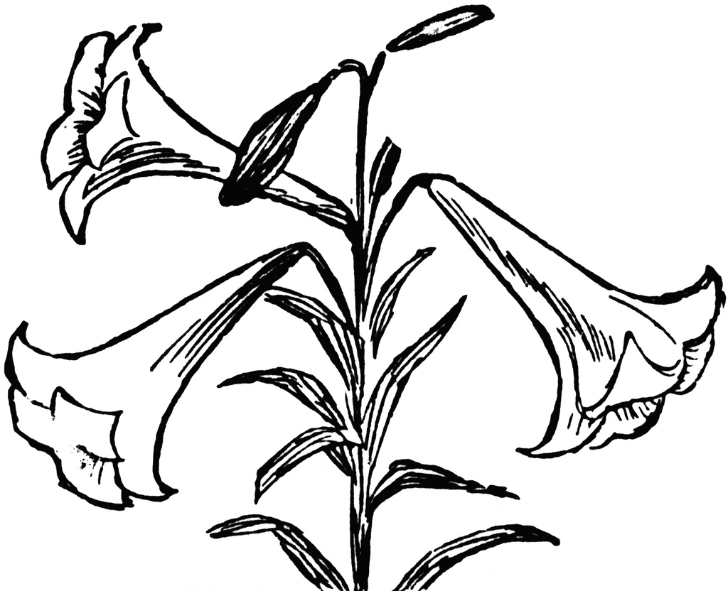Free Easter Lily Cliparts, Download Free Easter Lily Cliparts png