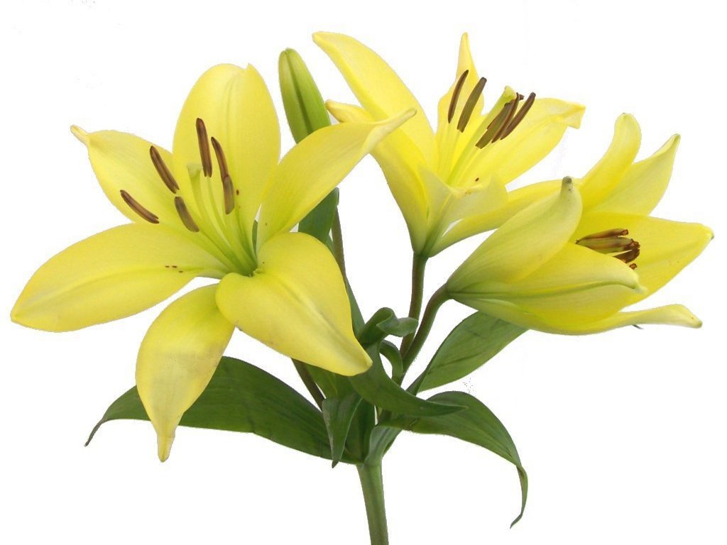 Free Easter Lily Cliparts, Download Free Easter Lily Cliparts png