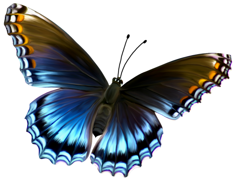 Free Real Butterfly Cliparts, Download Free Real Butterfly Cliparts png