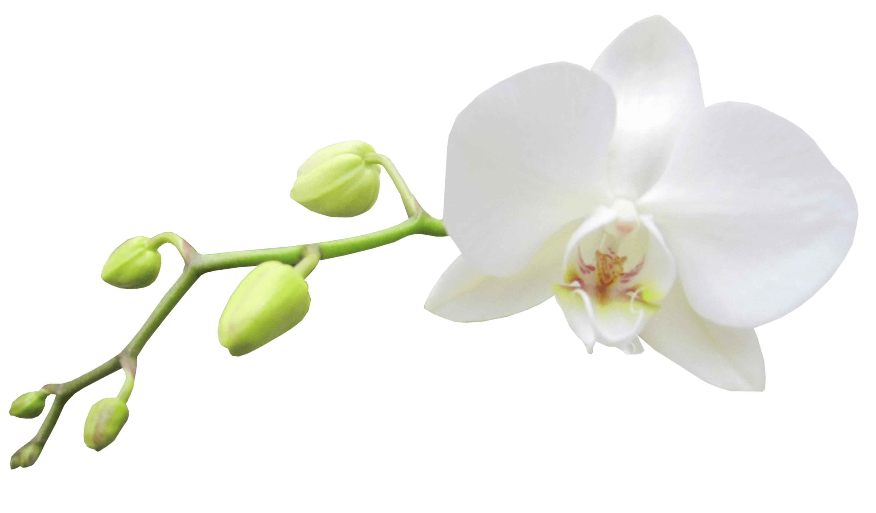 Free Columbian Orchid Cliparts, Download Free Columbian Orchid Cliparts