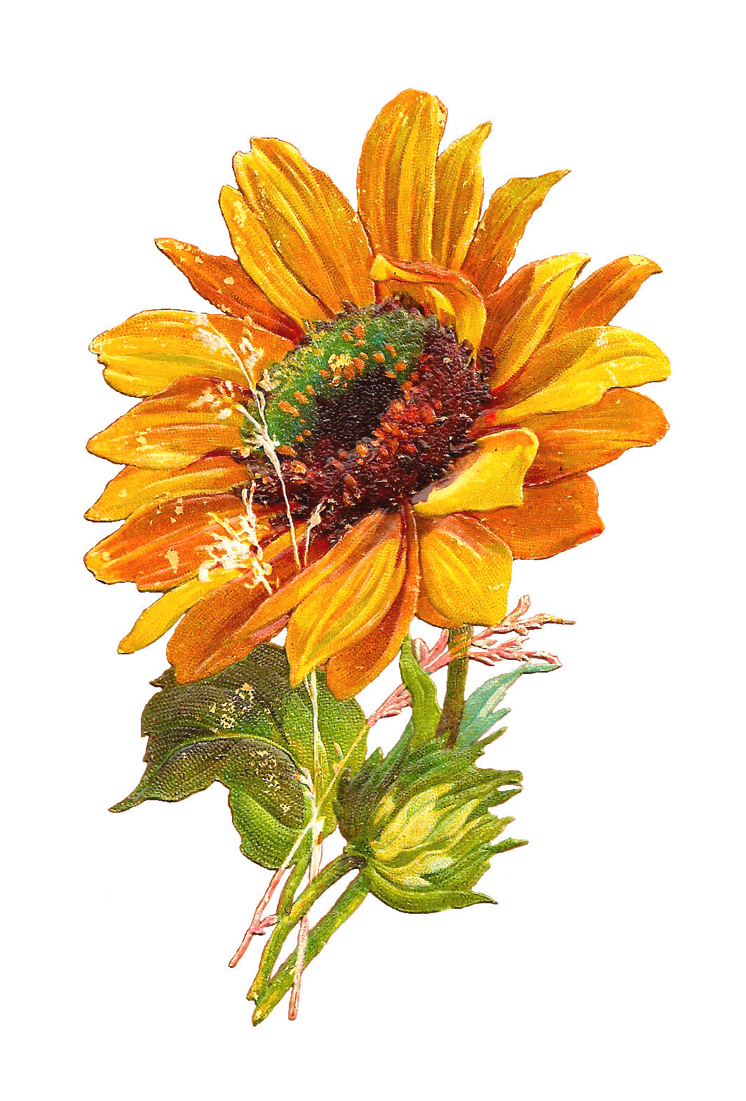 Free Fall Sunflower Cliparts, Download Free Fall Sunflower Cliparts png