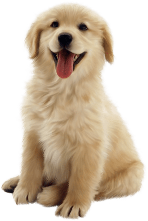 golden retriever puppy png Clip Art Library