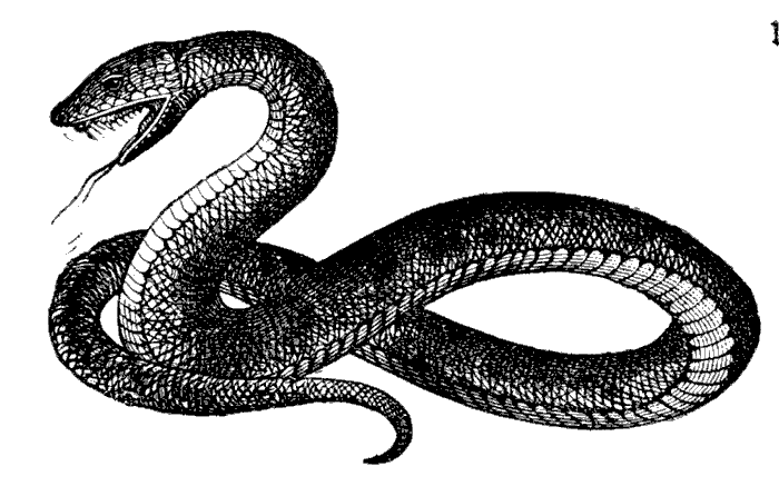 Free Scary Snake Cliparts, Download Free Scary Snake Cliparts png images, Free ClipArts on