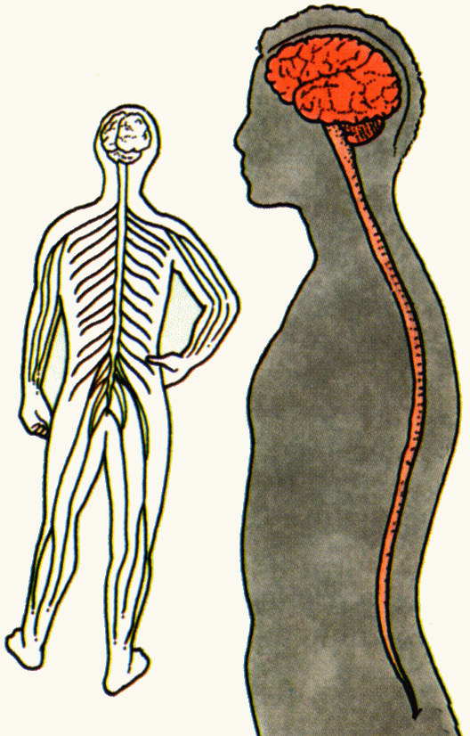 Free Nervous System Cliparts, Download Free Nervous System Cliparts png