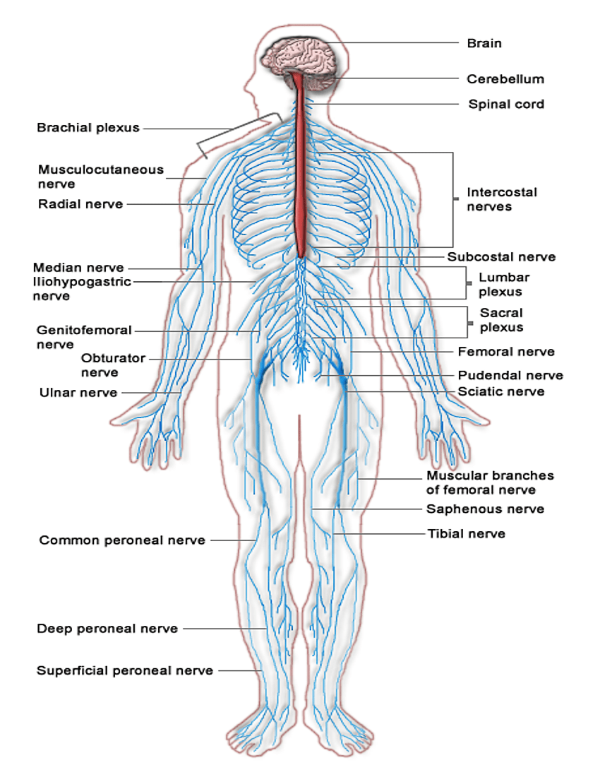 Central Nervous System Diagram Unlabeled - Central Nervous System