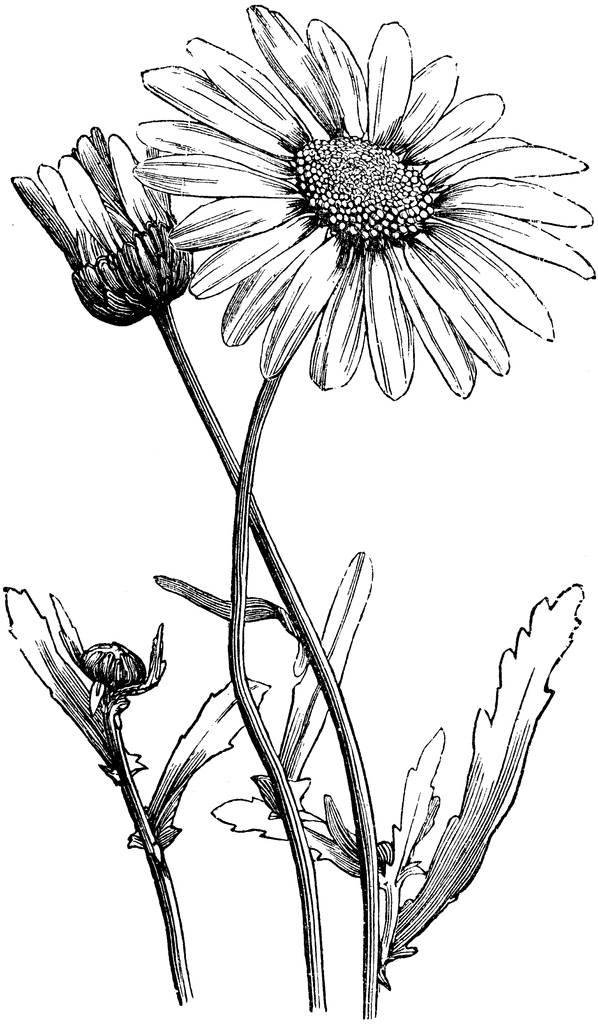 Free Vintage Daisy Cliparts, Download Free Vintage Daisy Cliparts png