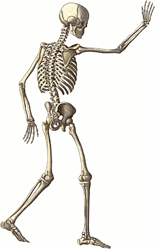 Free Free Skeleton Cliparts, Download Free Free Skeleton Cliparts png