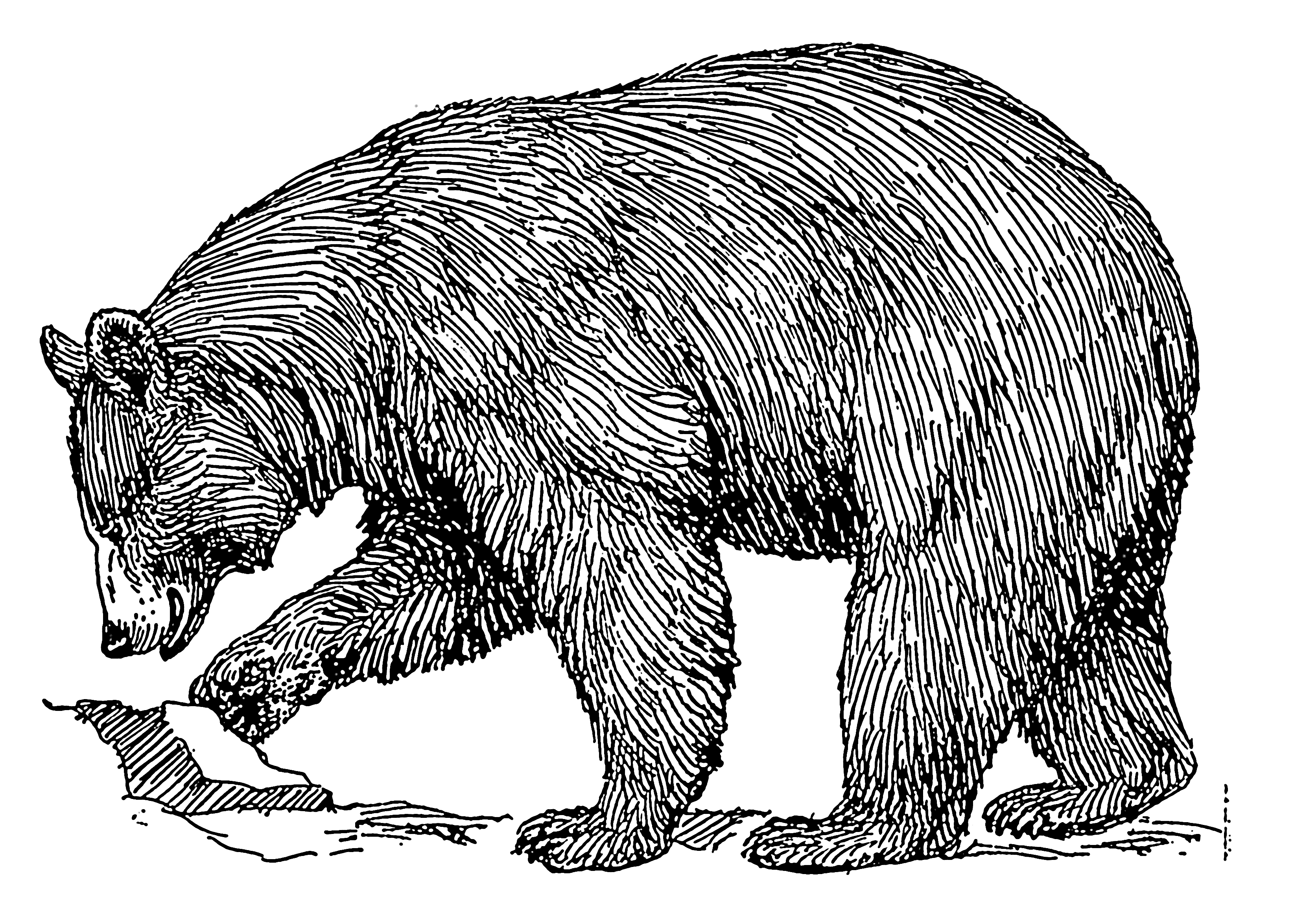 Free Bear Drawing Cliparts, Download Free Bear Drawing Cliparts png images, Free ClipArts on