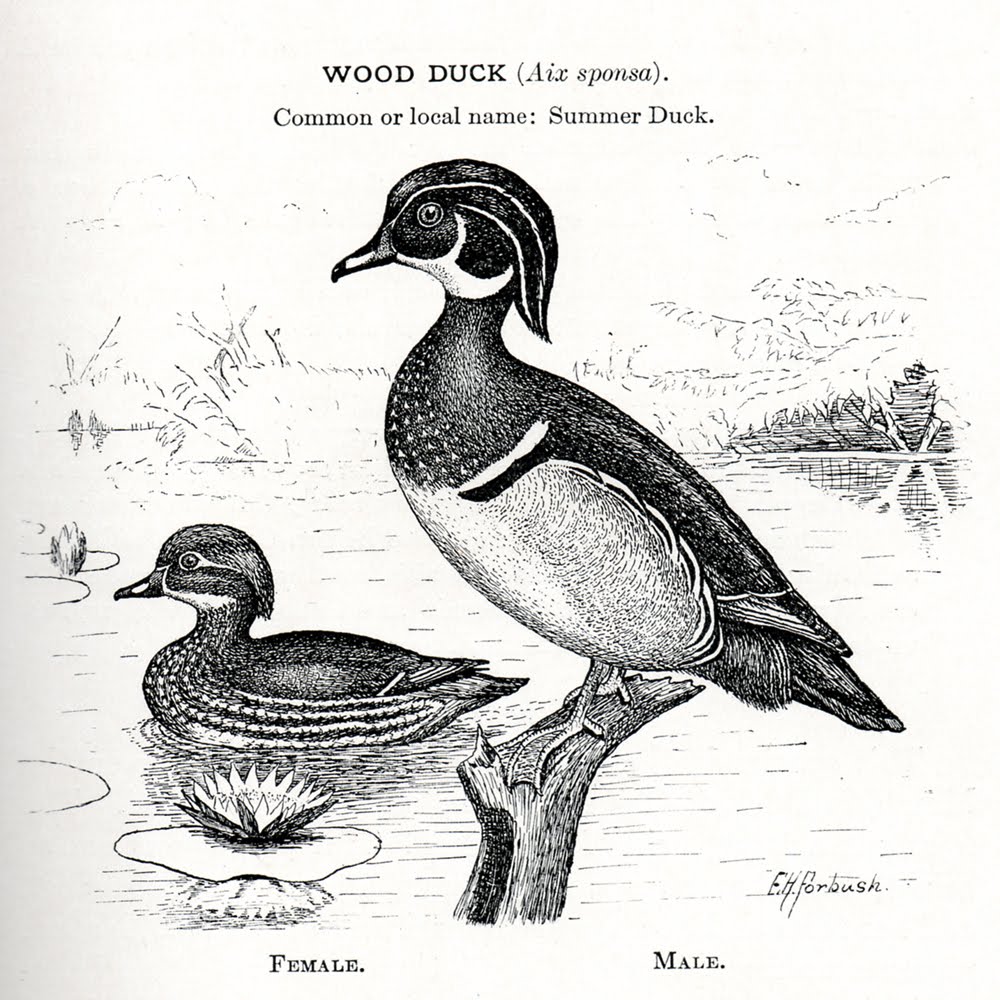 wood duck black and white Clip Art Library