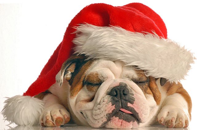 Free Christmas Bulldog Cliparts, Download Free Clip Art