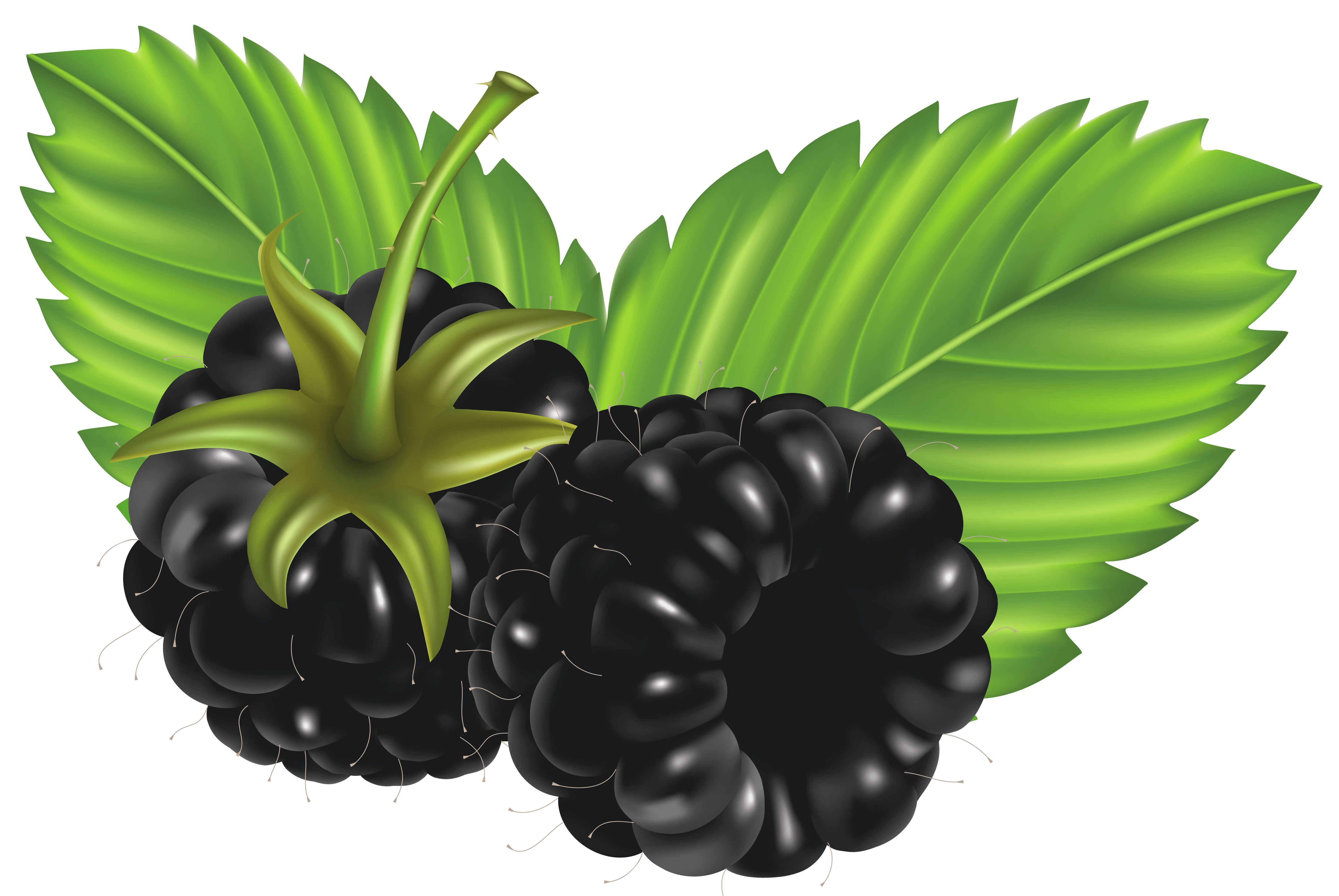 Free Black Berries Cliparts, Download Free Black Berries Cliparts png