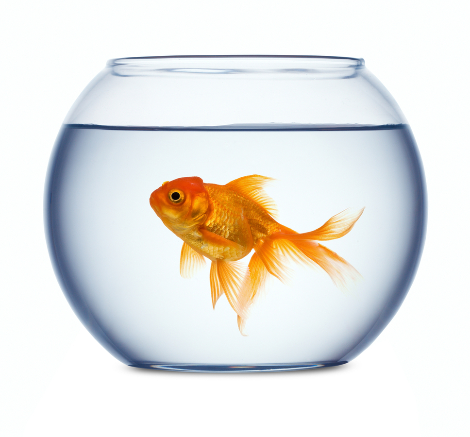 fish in a fish bowl Clip Art Library