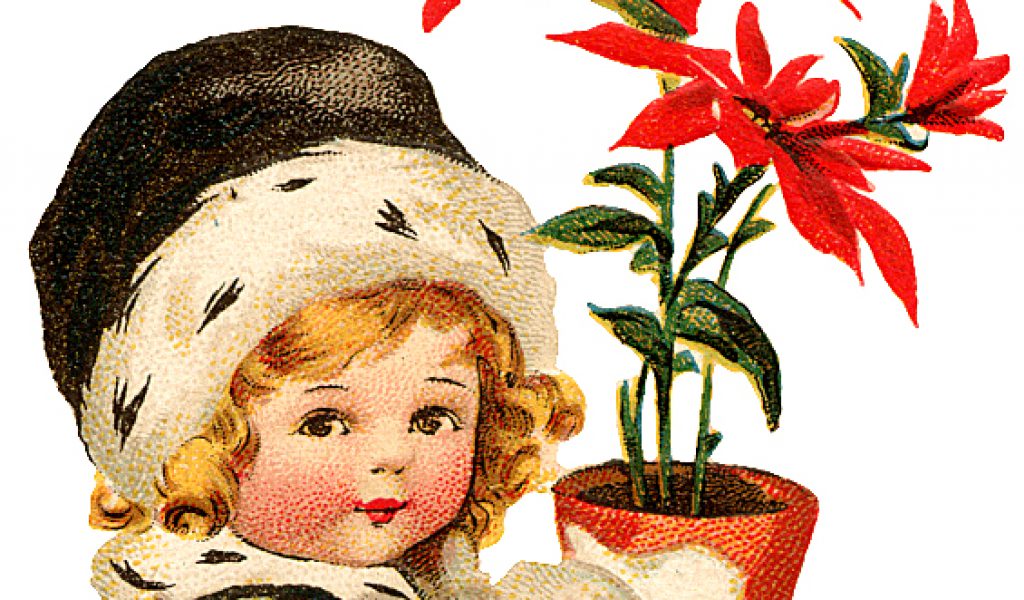 Free Poinsettia Flower Cliparts, Download Free Poinsettia Flower