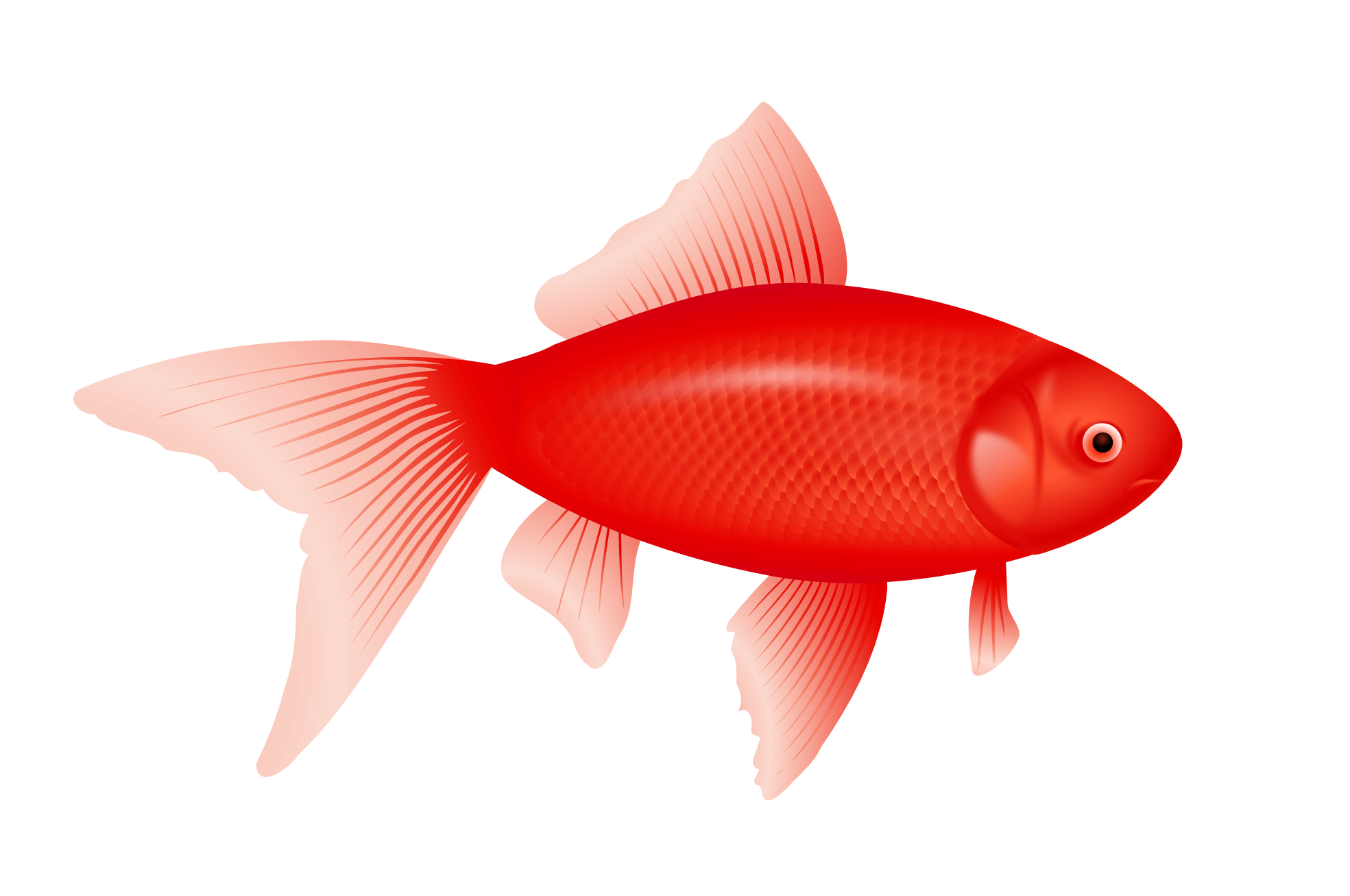 Free Red Fish Cliparts, Download Free Red Fish Cliparts png images