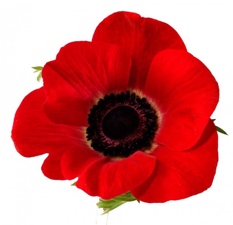 Free Poppy Flower Cliparts, Download Free Poppy Flower Cliparts png