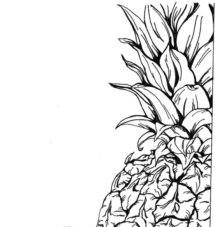 pineapple drawing in details Clip Art Library