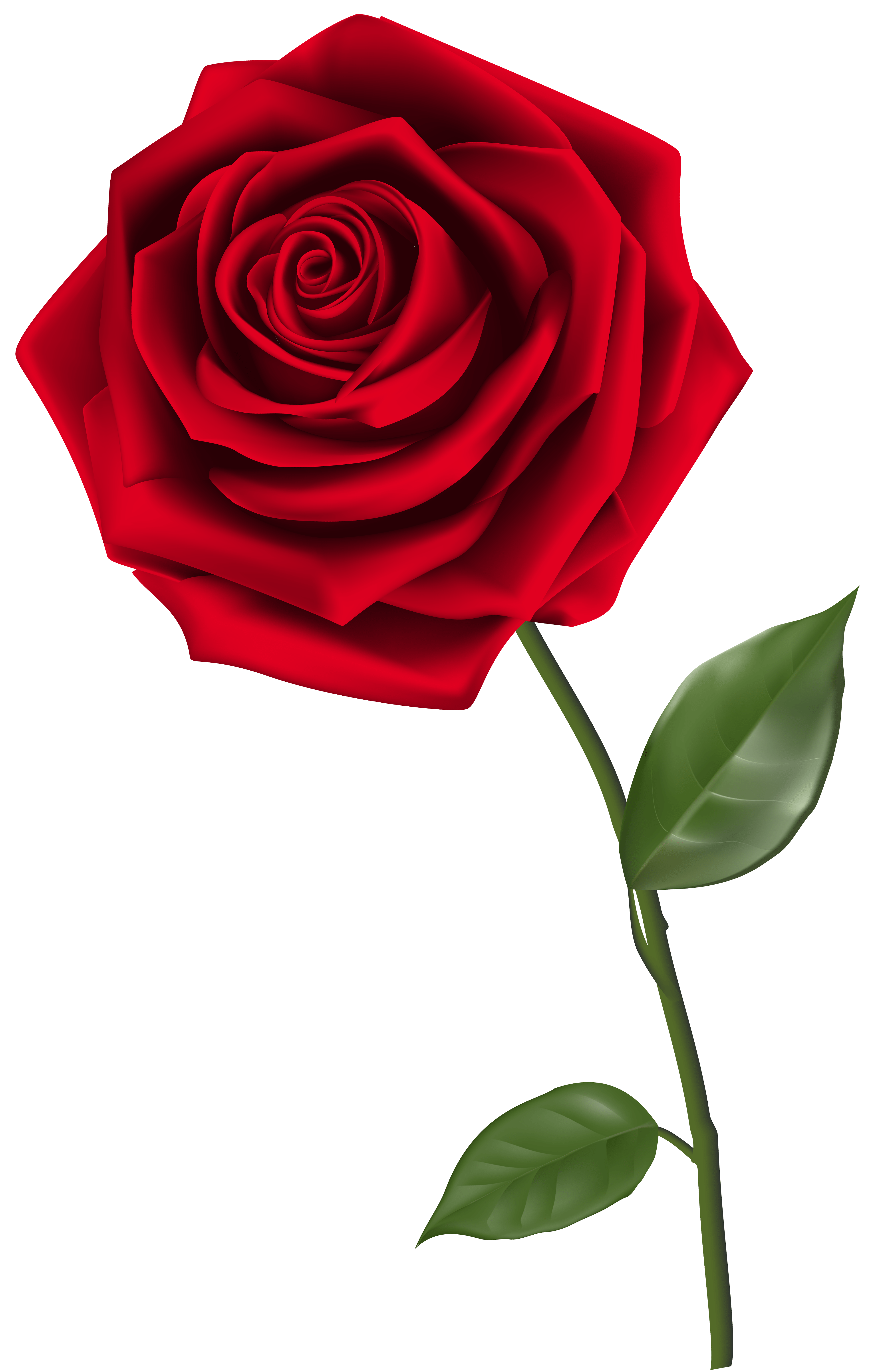 Free Single Rose Cliparts, Download Free Single Rose Cliparts png