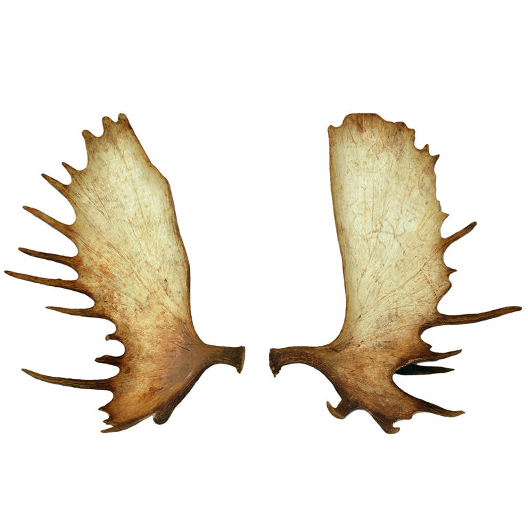 Free Moose Antler Cliparts, Download Free Moose Antler Cliparts png