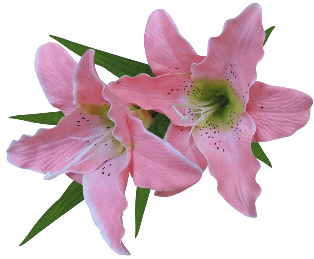Free Amaryllis Flower Cliparts, Download Free Amaryllis Flower Cliparts png images, Free