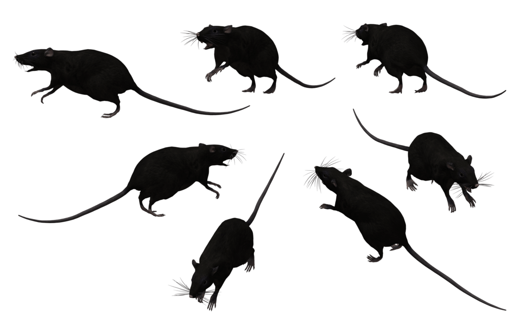 Black Rat Cliparts Free Download