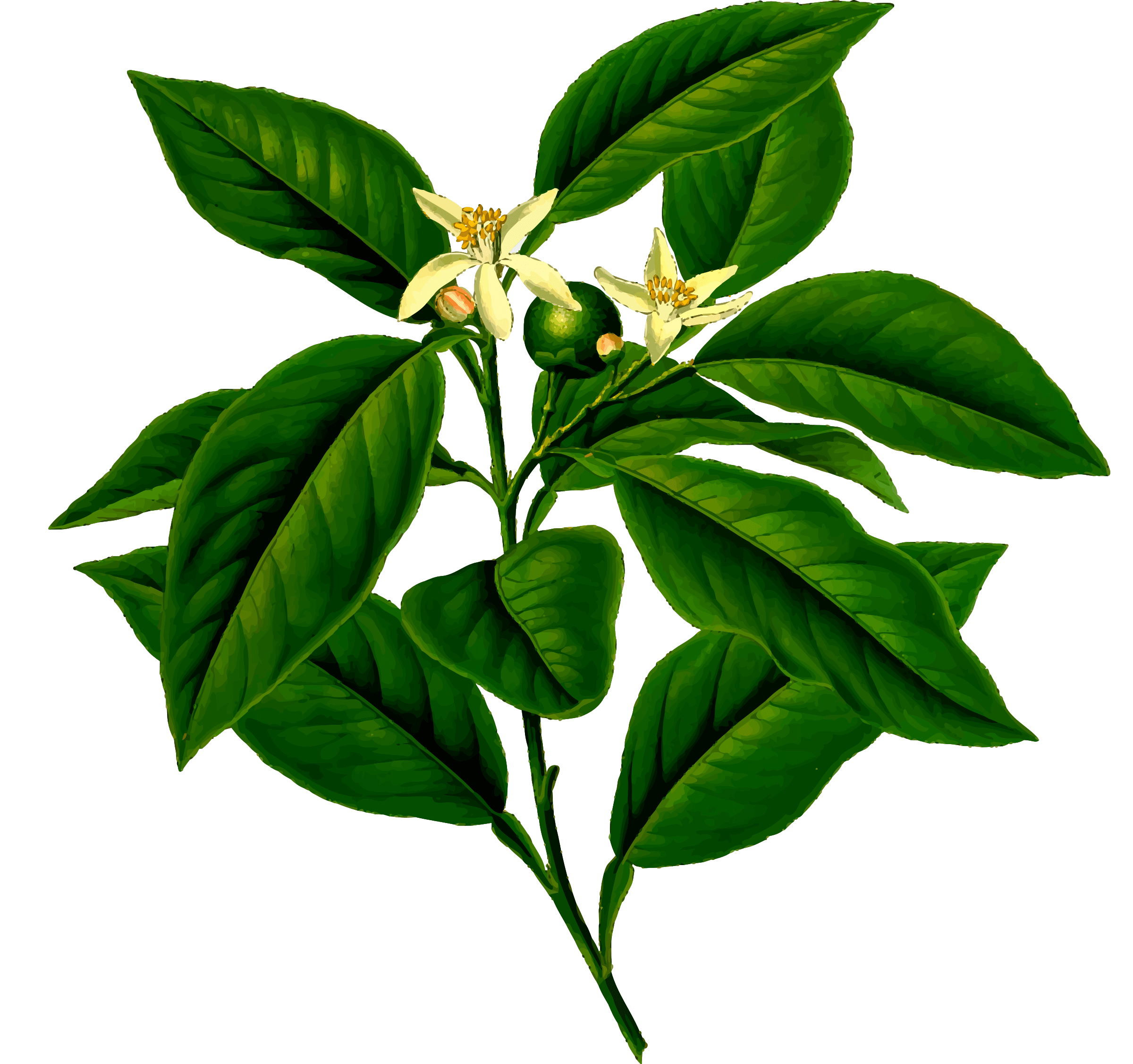 Free Lemon Tree Cliparts, Download Free Lemon Tree Cliparts png images, Free ClipArts on Clipart