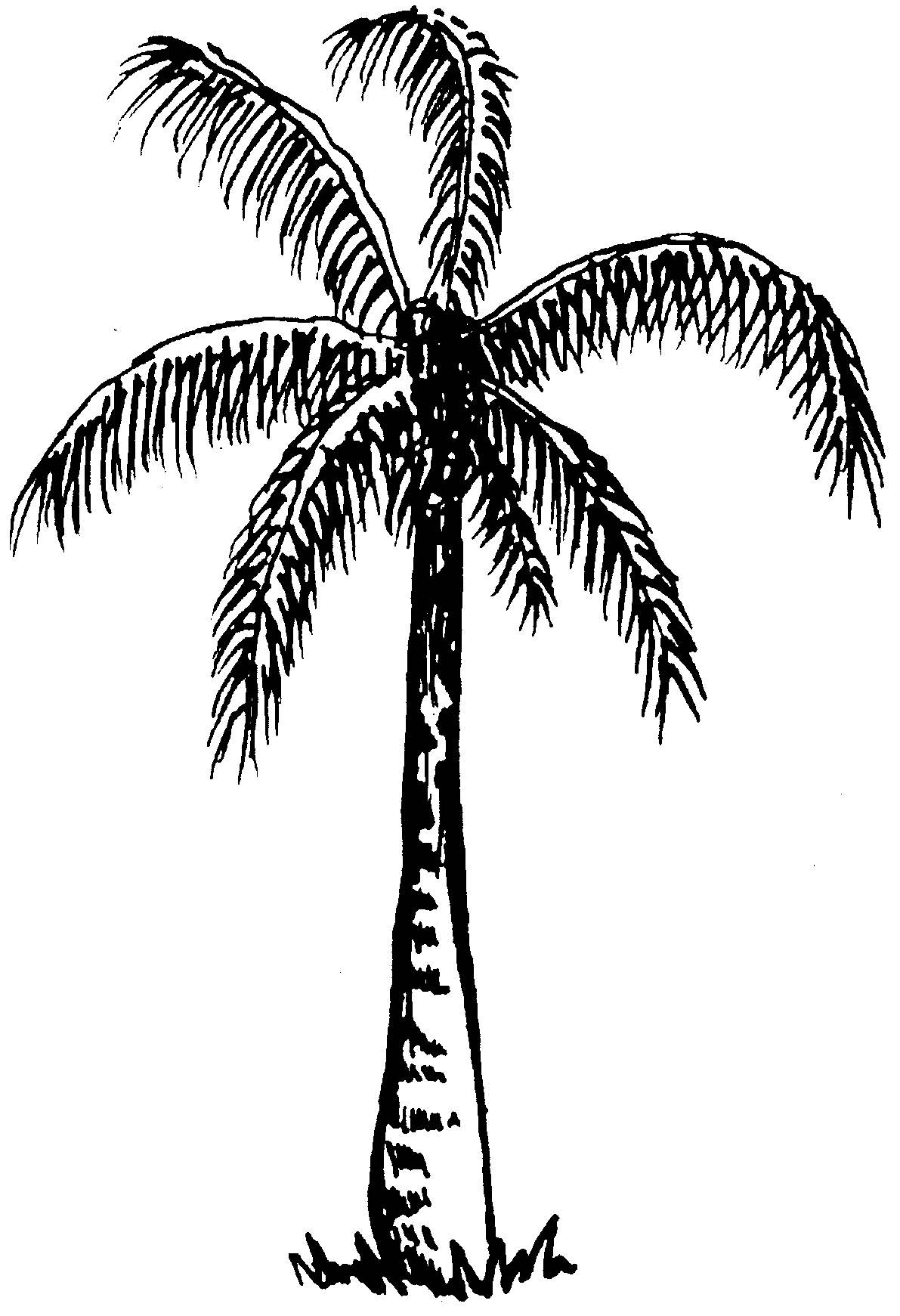 Coconut Tree Clipart Black And White