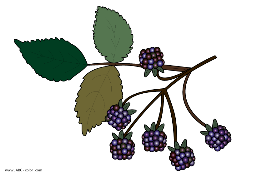 Free Black Berries Cliparts, Download Free Black Berries Cliparts png