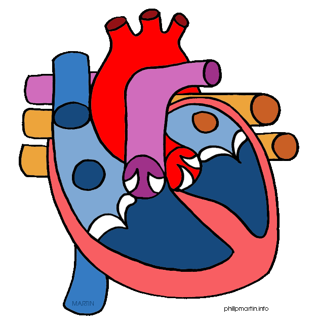 Free Heart Organ Cliparts, Download Free Heart Organ Cliparts png