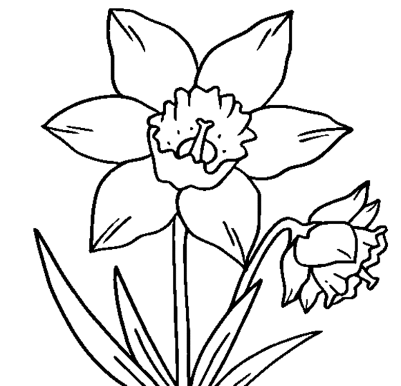 Free Printable Daffodil Cliparts, Download Free Printable Daffodil