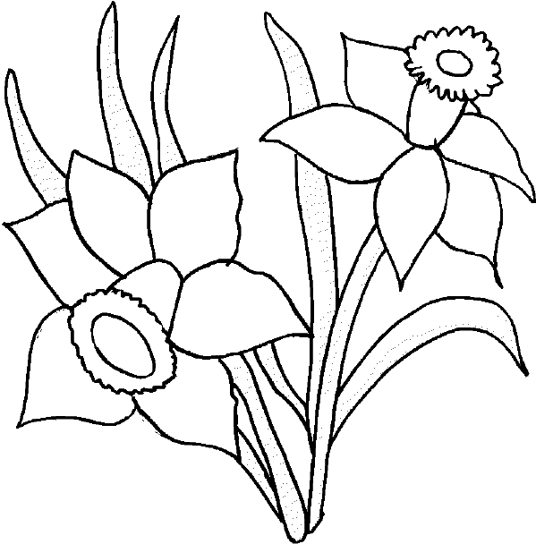 Free Printable Daffodil Cliparts, Download Free Printable Daffodil Cliparts png images, Free