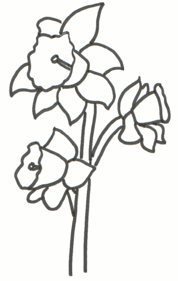Free Printable Daffodil Cliparts, Download Free Printable Daffodil