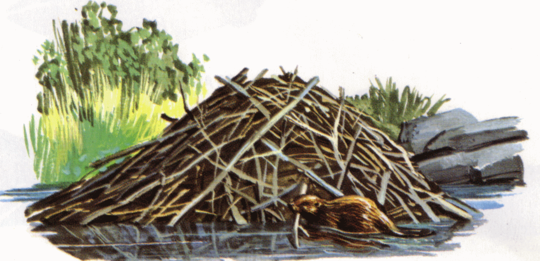 Build Your Designs Around Nature with Beaver Dam Cliparts