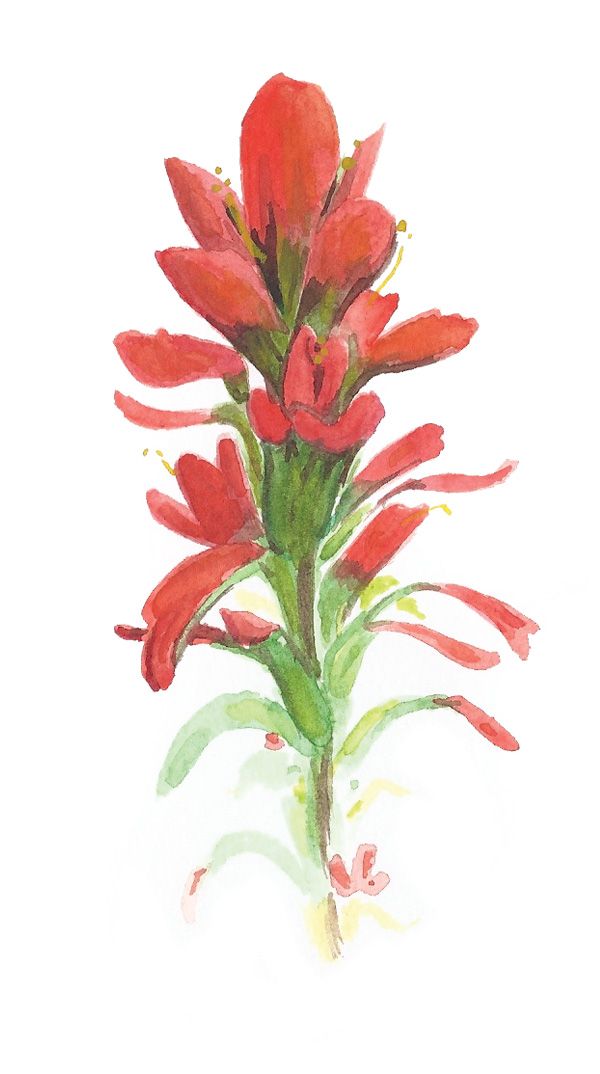 Free Indian Paintbrush Cliparts, Download Free Indian Paintbrush Cliparts png images, Free