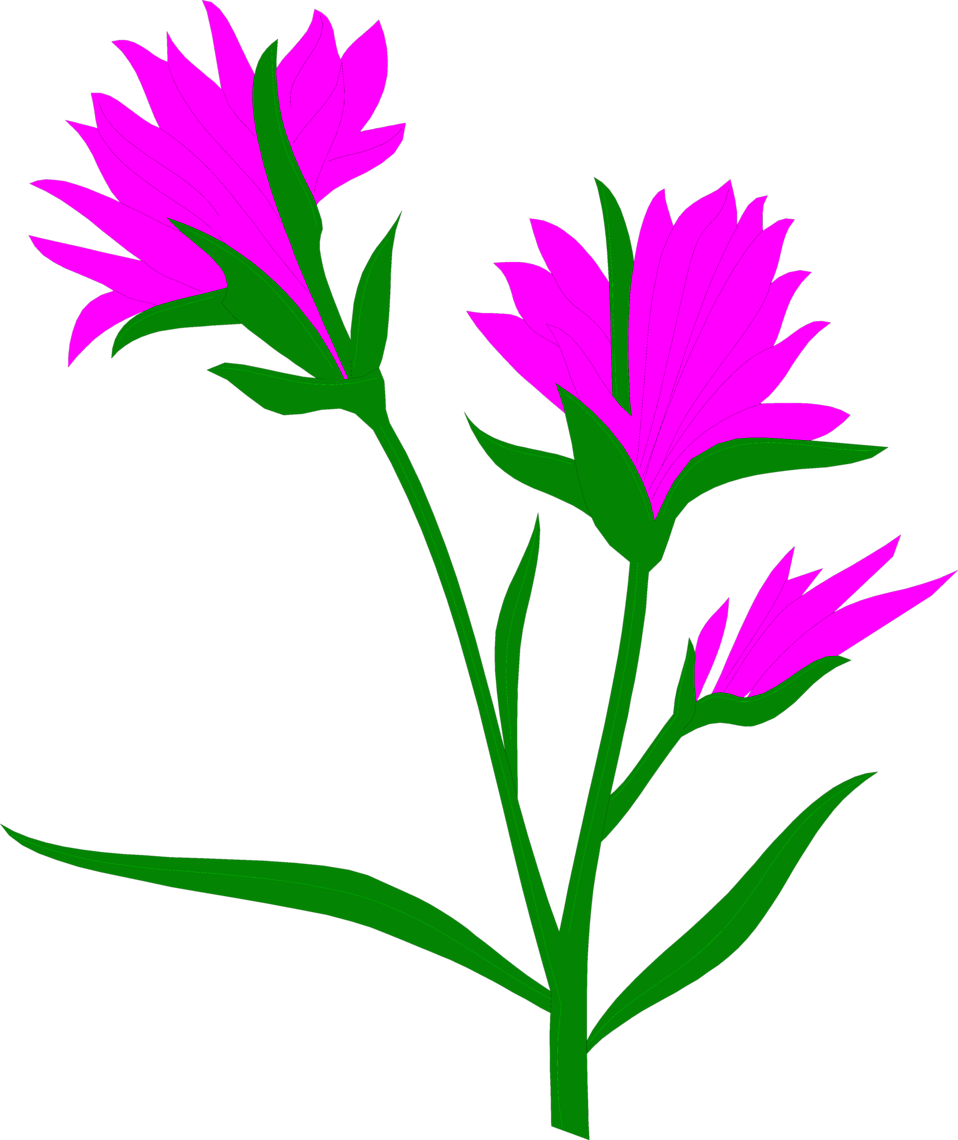 indian paintbrush Clip Art Library