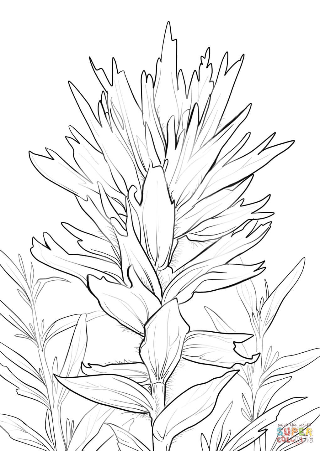 Free Indian Paintbrush Cliparts, Download Free Indian Paintbrush Cliparts png images, Free