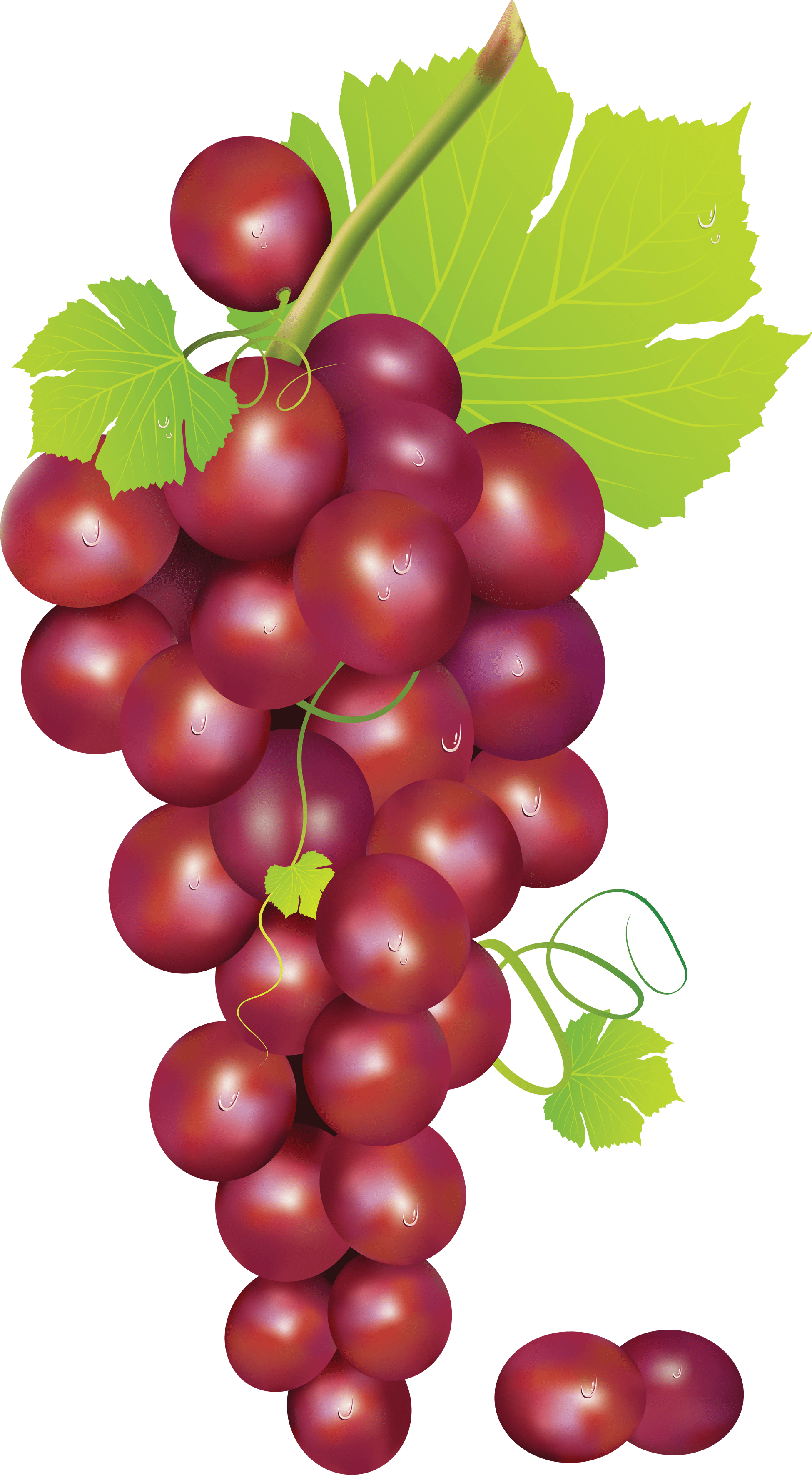 Free Red Grapes Cliparts, Download Free Red Grapes Cliparts png images