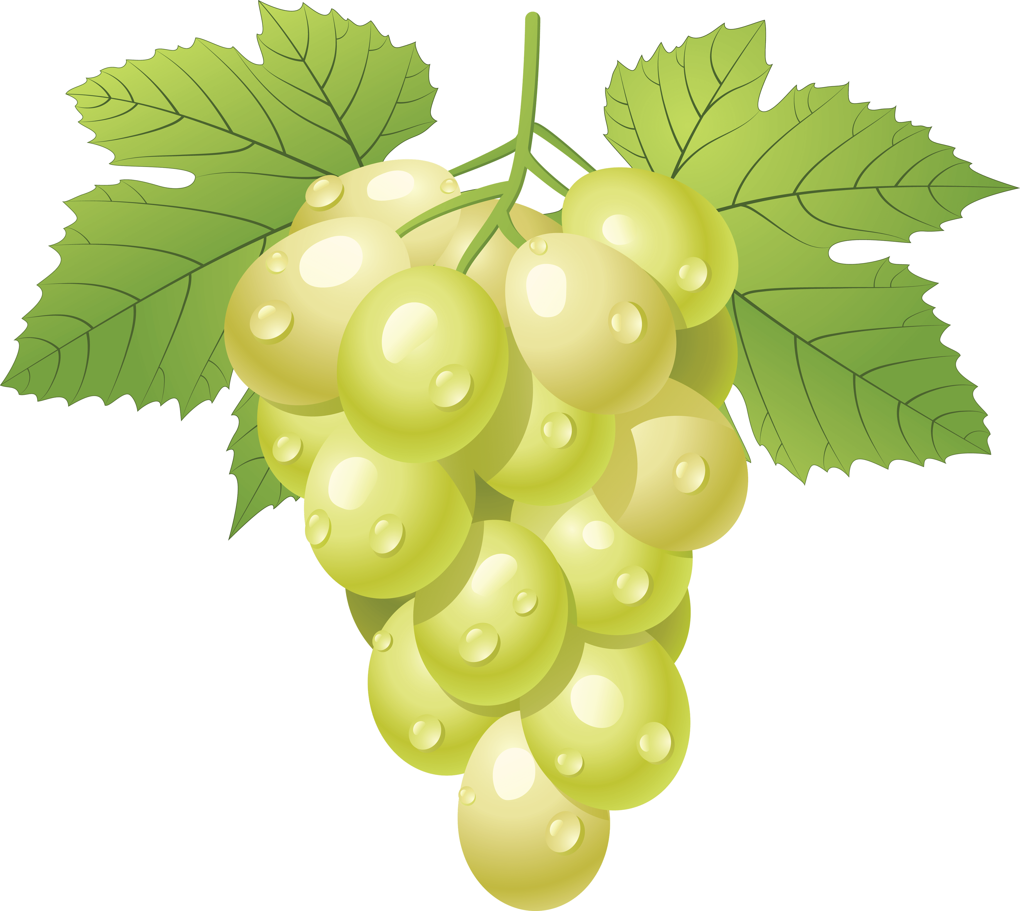 Free Red Grapes Cliparts, Download Free Red Grapes Cliparts png images, Free ClipArts on Clipart